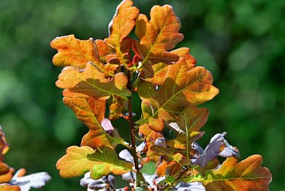 Quercus robur 'Atropurpurea' - dub letní - listy - rub